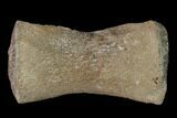 Fossil Pliosaur (Pliosaurus) Flipper Digit - England #136738-1